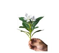 QWWQYDY Edera Finta Piante di azalee artificiali da 21-40 cm, finto albero della gomma, foglie palma tropicali, ficus con fiori, piante verdi plastica for la casa(21cm White)