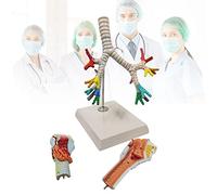 QYEURFOF Modelli di dissezione, Anatomia polmonare bronchiale della laringe umana, modello di albero tracheobronchiale, presentazione laringoscopio per l'educazione medica