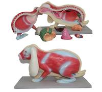 Rabbit Anatomy Model - Realistic PVC Skeletal for Education | High-quality PVC model for effective teaching and detailed anatomical study.