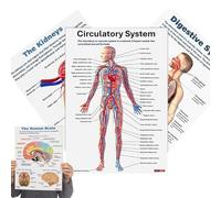 Raccolta di poster di anatomia del corpo umano: 16 diagrammi di scheletro e, diagrammi di riferimento dettagliati laminati per aula di biologia, clinica medica, apprendimento