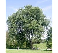 Rachael Lampa - Karaoke: No Greater Love