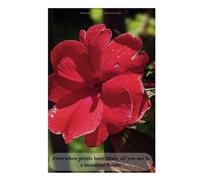 Radiant Bloom Journal - "Bloom in the Light": Even when petals have flaws, all you see is a beautiful flower