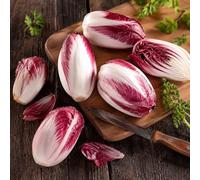 radicchio, cicoria - resistenti semi di resistenti giardino rare varietà antiche di Aiuole rialzate per il sostenibili da giardino Balcone invernali 60semi