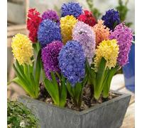 Radice di giacinto: resistente al freddo e alla siccità, rizoma robusto, vitalità vigorosa.-2 Rizoma-A