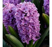 Radice di giacinto: resistente al freddo e alla siccità, rizoma robusto, vitalità vigorosa.-2 Rizoma-D