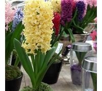 Radice di giacinto: resistente al freddo e alla siccità, rizoma robusto, vitalità vigorosa.-4 Rizoma-B