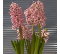 Radice di giacinto: resistente al freddo e alla siccità, rizoma robusto, vitalità vigorosa.-5 Rizoma-E