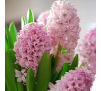 Radice di giacinto: resistente al freddo e alla siccità, rizoma robusto, vitalità vigorosa.-6 Rizoma-C