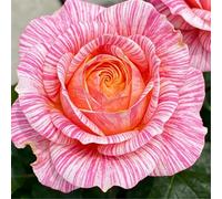 Radice di rosa a forma di cuore - Petali con un sorprendente contrasto di colore, arbusto fiorito perenne, adatto per patii e balconi-4 root-J