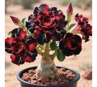 Radice di rosa del deserto/Mista/Radice di rosa del deserto selezionata/Resistente al freddo e alla siccità/Adatta per la decorazione di giardini e balconi【NVNJHJN】-5 bulbi-C