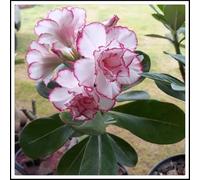 Radice di rosa del deserto/Mista/Radice di rosa del deserto selezionata/Resistente al freddo e alla siccità/Adatta per la decorazione di giardini e balconi /【NVNJHJN】-3 bulbi-G