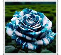 Radice di rosa/Mista/Radice di rosa selezionata/Resistente al freddo e alla siccità/Adatta per la decorazione di giardini e balconi【NVNJHJN】-5 rizoma-I