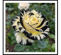 Radice di rosa/Mista/Radice di rosa selezionata/Resistente al freddo e alla siccità/Adatta per la decorazione di giardini e balconi【NVNJHJN】-1 rizoma-C