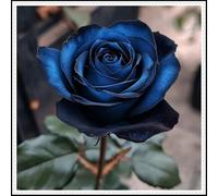 Radice di rosa/Mista/Radice di rosa selezionata/Resistente al freddo e alla siccità/Adatta per la decorazione di giardini e balconi【NVNJHJN】-2 rizoma-H