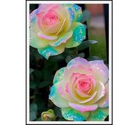 Radice di rosa/Mista/Radice di rosa selezionata/Resistente al freddo e alla siccità/Adatta per la decorazione di giardini e balconi【NVNJHJN】-5 rizoma-G