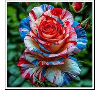 Radice di rosa/Mista/Radice di rosa selezionata/Resistente al freddo e alla siccità/Adatta per la decorazione di giardini e balconi【NVNJHJN】-4 rizoma-F