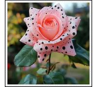 Radice di rosa/Mista/Radice di rosa selezionata/Resistente al freddo e alla siccità/Adatta per la decorazione di giardini e balconi【NVNJHJN】-4 rizoma-B