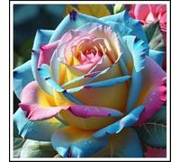 Radice di rosa/Mista/Radice di rosa selezionata/Resistente al freddo e alla siccità/Adatta per la decorazione di giardini e balconi【NVNJHJN】-2 rizoma-D