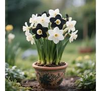 Radici di narcisi,perenne,resistenti,adatte per la decorazione di giardini e balconi/belle/adatte come regali per le feste-6Rizomi-J