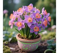 Radici di narcisi,perenne,resistenti,adatte per la decorazione di giardini e balconi/belle/adatte come regali per le feste-8Rizomi-E