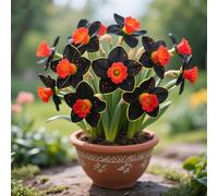 Radici di narcisi,perenne,resistenti,adatte per la decorazione di giardini e balconi/belle/adatte come regali per le feste-6Rizomi-G