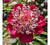 Radici di peonia/perenn/resistenti al freddo e alla siccità/adatte per la decorazione di giardini e balconi/bellissime-1 Rizomi-F