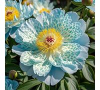 Radici di peonia/perenn/resistenti al freddo e alla siccità/adatte per la decorazione di giardini e balconi/bellissime-3 Rizomi-E