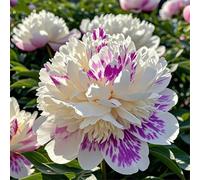 Radici di peonia/perenn/resistenti al freddo e alla siccità/adatte per la decorazione di giardini e balconi/bellissime-4 Rizomi-J