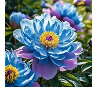 Radici di peonia/perenn/resistenti al freddo e alla siccità/adatte per la decorazione di giardini e balconi/bellissime-1 Rizomi-H