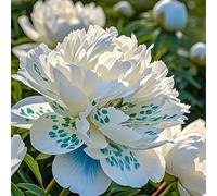 Radici di peonia/perenn/resistenti al freddo e alla siccità/adatte per la decorazione di giardini e balconi/bellissime-4 Rizomi-I