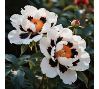 Radici di peonia,resistenti al freddo e alla siccità,adatte per la decorazione di giardini e balconi/belle/adatte come regali per le feste-3 Rizomi-I