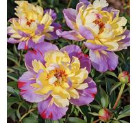 Radici di peonia,resistenti al freddo e alla siccità,adatte per la decorazione di giardini e balconi/belle/adatte come regali per le feste-3 Rizomi-B