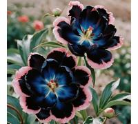 Radici di peonia,resistenti al freddo e alla siccità,adatte per la decorazione di giardini e balconi/belle/adatte come regali per le feste-4 Rizomi-E