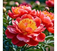 Radici di peonia，resistenti al freddo e alla siccità/adatte per la decorazione di giardini e balconi/belle/adatte come regali per le feste.-2 Rizomi-A