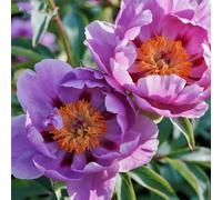 Radici di peonia,resistenti al freddo e alla siccità,adatte per la decorazione di giardini e balconi/belle/adatte come regali per le feste-3 Rizomi-D