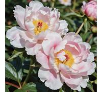 Radici di peonia,resistenti al freddo e alla siccità,adatte per la decorazione di giardini e balconi/belle/adatte come regali per le feste-2 Rizomi-G