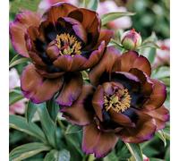 Radici di peonia,resistenti al freddo e alla siccità,adatte per la decorazione di giardini e balconi/belle/adatte come regali per le feste-4 Rizomi-C
