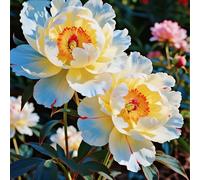 Radici di peonia,resistenti al freddo e alla siccità,adatte per la decorazione di giardini e balconi/belle/adatte come regali per le feste-4 Rizomi-A