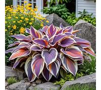 Radici selezionate di hosta,Bulbi di hosta,miste,resistenti al freddo e alla siccità,adatte per la decorazione di giardini e balconi-2 Rizoma-G