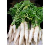 RADISH SEED, JAPANESE MINOWASE, Diakon, HEIRLOOM, organic, non-GMO, 50 seeds : Package Contains seeds