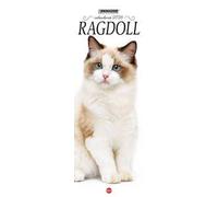 Ragdoll. Calendario 2026. Long
