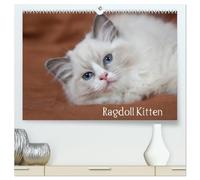 Ragdoll Kitten (hochwertiger Premium Wandkalender 2026 DIN A2 quer), Kunstdruck in Hochglanz: Bezaubernde Schmusebärchen mit blauen Augen