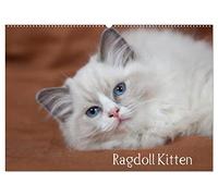 Ragdoll Kitten (Wandkalender 2026 DIN A2 quer), CALVENDO Monatskalender: Bezaubernde Schmusebärchen mit blauen Augen