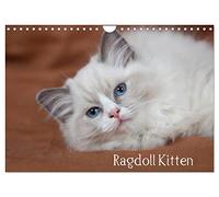Ragdoll Kitten (Wandkalender 2026 DIN A4 quer), CALVENDO Monatskalender: Bezaubernde Schmusebärchen mit blauen Augen