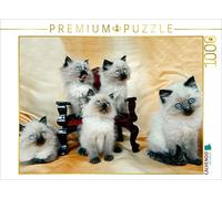 Ragdoll - Puzzle da 1000 pezzi, soggetto: gattini