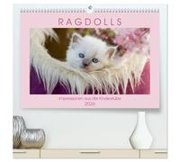 RAGDOLLS Impressionen aus der Kinderstube (hochwertiger Premium Wandkalender 2026 DIN A2 quer), Kunstdruck in Hochglanz: Auf 13 farbigen und liebevoll ... Sie Ragdoll Kitten verschiedener Farbschläge.