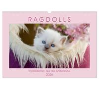 RAGDOLLS Impressionen aus der Kinderstube (Wandkalender 2026 DIN A3 quer), CALVENDO Monatskalender: Auf 13 farbigen und liebevoll gestalteten Fotos sehen Sie Ragdoll Kitten verschiedener Farbschläge.