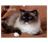 Ragdolls (Wandkalender 2026 DIN A3 quer), CALVENDO Monatskalender: Sanfte und liebevolle Ragdoll Katzen