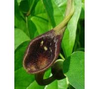 raines Aristoloche Rustique de Chine (Aristolo chia debilis) N98 Seeds Semillas Seeds ONLY