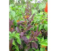 raines de Basilic Sacré Ocimum tenuiflorum, Purple Holy Basil, Tulsi Seeds Seeds ONLY